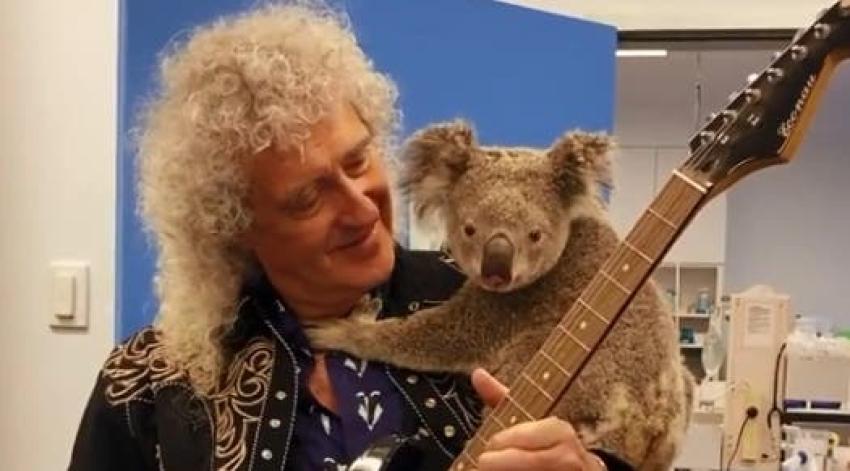 [VIDEO] Brian May realiza "concierto privado" a koala rescatado de los incendios en Australia