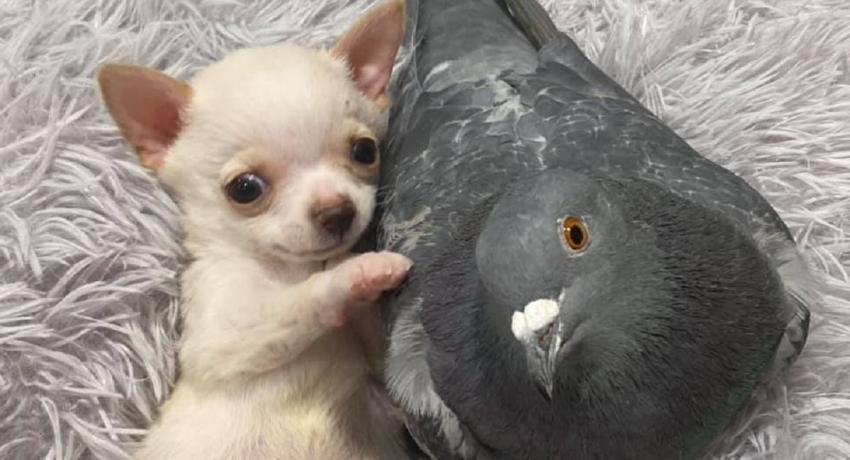 Esto es lo más tierno que verás hoy: así se forjó la inusual amistad entre un chihuahua y una paloma