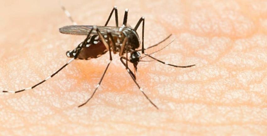 Malaria: cuáles son los síntomas y cómo se contagia