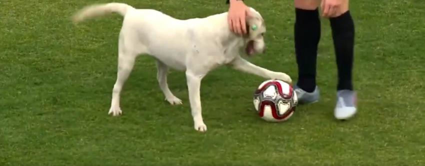 [VIDEO] Un crack: Perro interrumpe partido en Turquía y "pisando" la pelota se la quita a jugadores