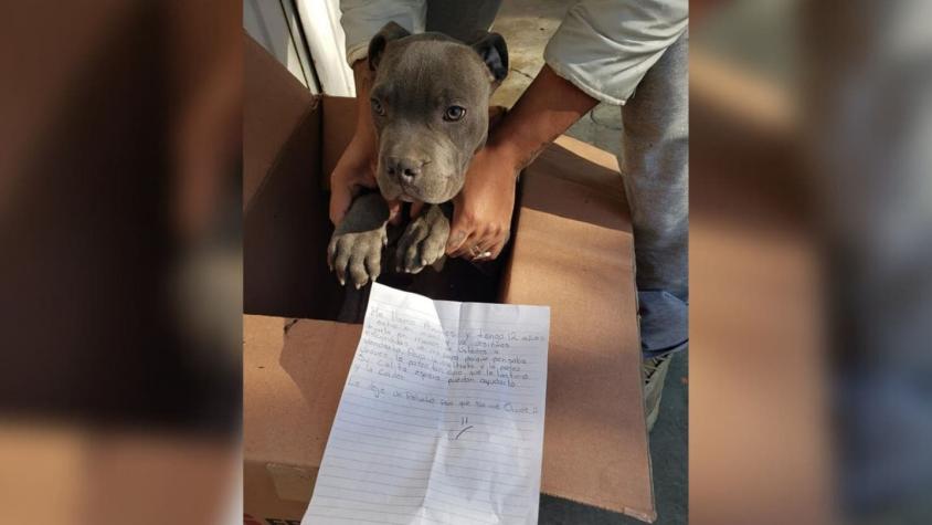 "Que no me olvide": La petición de niño que dejó a su perro en un refugio por amenazas de su papá
