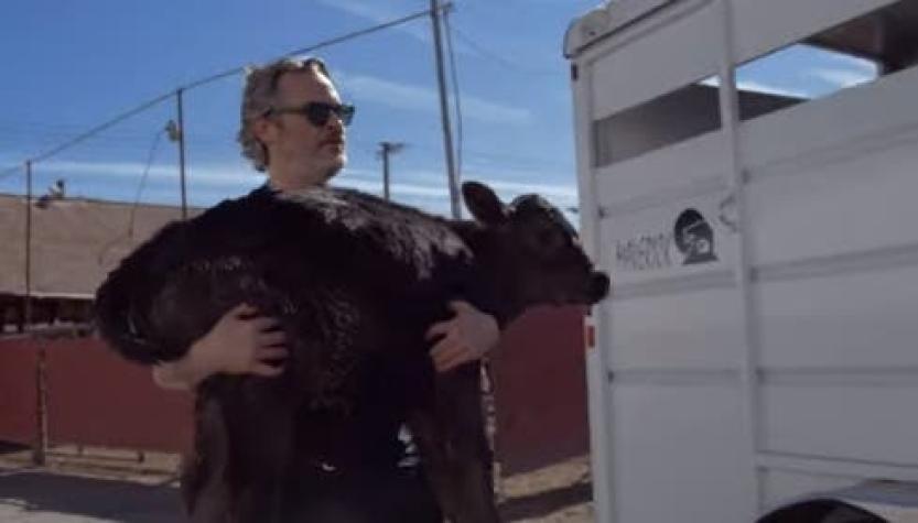 [VIDEO] Joaquin Phoenix visita un matadero y salva a una vaca y su cría