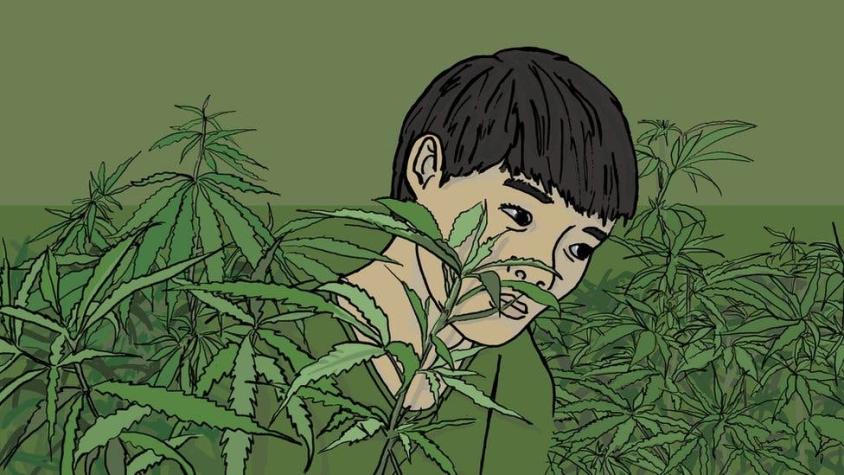 Trata de personas: niño indigente de Vietnam se convirtió en esclavo en granja de marihuana