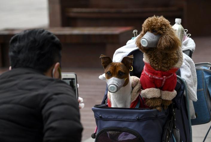 COVID-19: Perro fue puesto en cuarentena en Hong Kong tras dar "positivo débil"