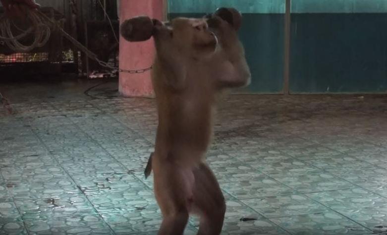 [VIDEO] Obligan a mono a levantar pesas para entretener a turistas en Tailandia