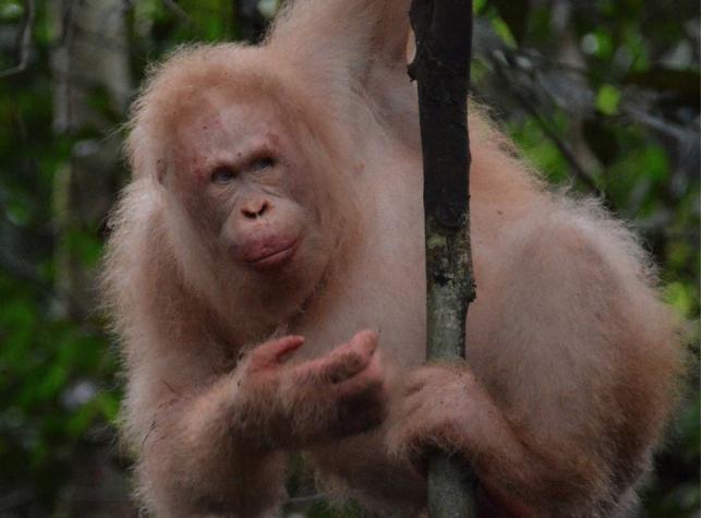 Avistan a único orangután albino a un año de su liberación