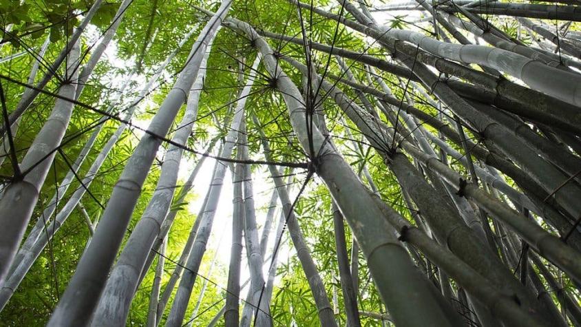 La extraordinaria manera que inventaron en Sudamérica para reemplazar cables y tuberías con bambú