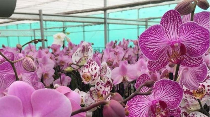Chile Orchids: el negocio que vende bellas y exóticas orquídeas mariposa