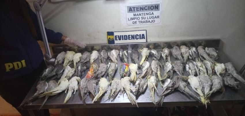 Detienen a mujer que pretendía trasladar aves a Bolivia: 52 murieron
