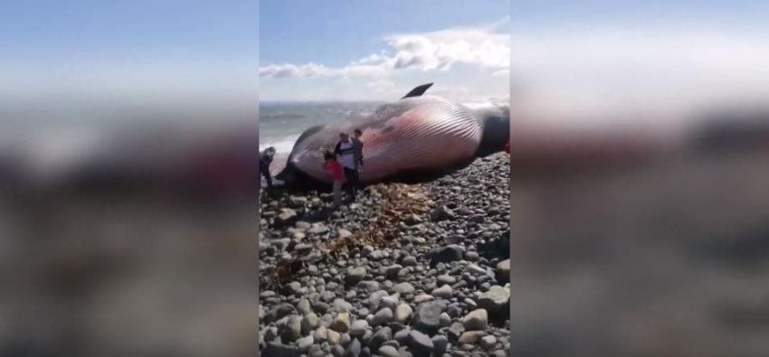 Greenpeace calificó como "gravísimo" hallazgo de ballena herida con presunto arpón en Magallanes