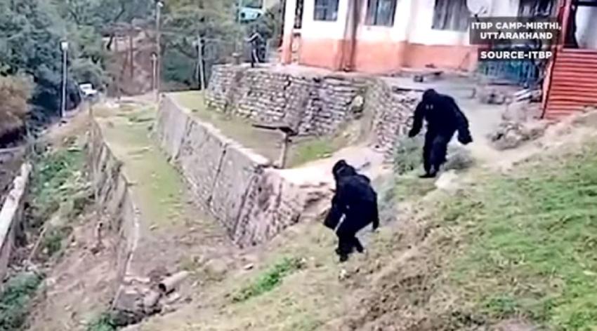 [VIDEO] Policías se disfrazan de oso para ahuyentar a monos salvajes