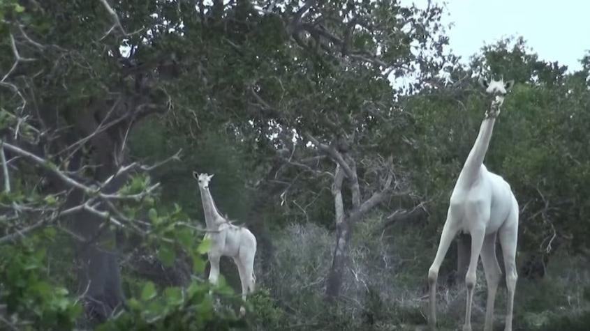 Jirafa blanca y su cría fueron asesinadas por un cazador: ahora solo queda una en el mundo