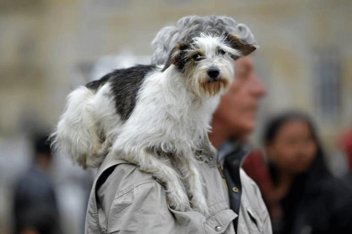 Australia: Dueños de perros piden sacrificar a sus mascotas para no contraer coronavirus