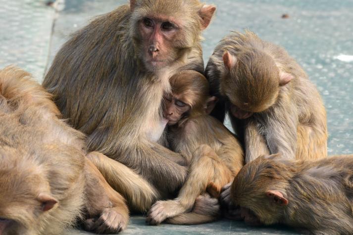 [VIDEO] Monos causan caos en Tailandia buscando comida por baja en el turismo