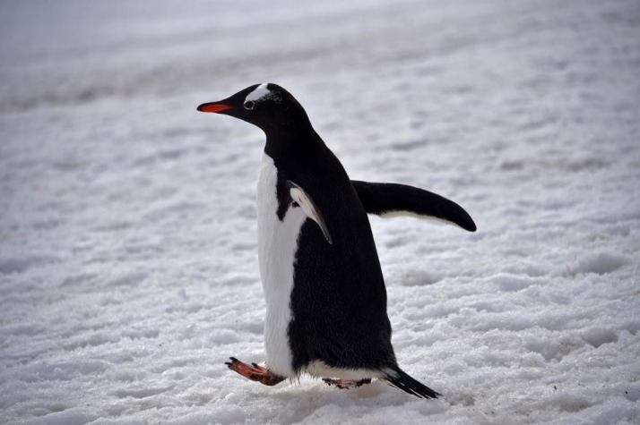 Hallan restos de piel fosilizada de pingüino de 43 millones de años en Antártida