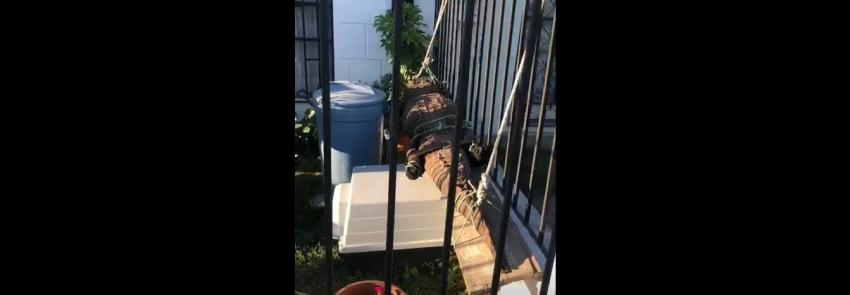 PDI investiga el hallazgo de un cocodrilo disecado en el patio de una casa en Rancagua