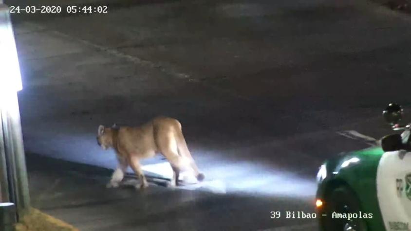[VIDEO] Puma paseó por las calles de Ñuñoa y Providencia este martes