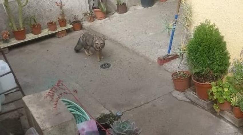 En pleno patio de vivienda: Ejemplar de zorro es avistado en San Antonio