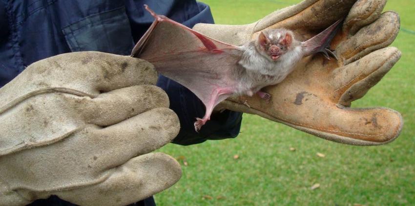 Casi 300 murciélagos mueren quemados en Perú por temor al coronavirus