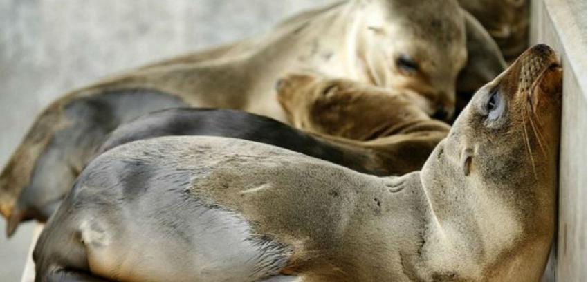 Lobos marinos a sus anchas en una Mar del Plata vacía