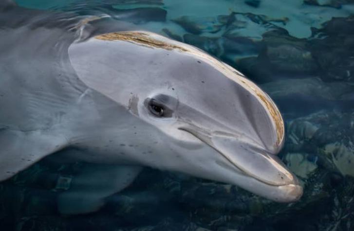 Brutal maltrato animal: Delfín muere en su estanque tras ser abandonado hace dos años