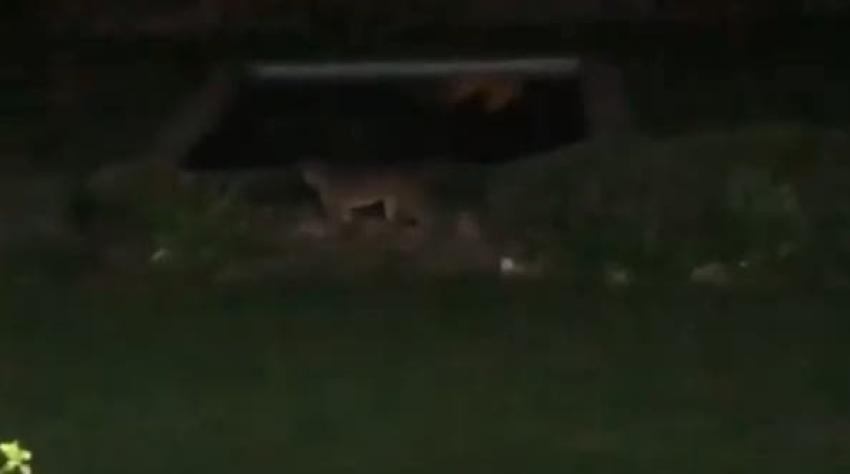 [VIDEO] Vecinos alertan a las autoridades por presencia de un puma en condominio de Chicureo