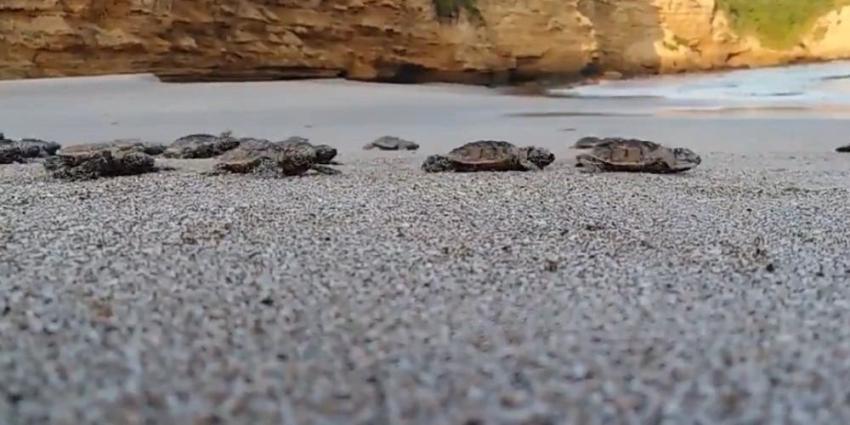 Cerca de 100 tortugas en peligro de extinción nacieron en playa brasileña desierta por la cuarentena