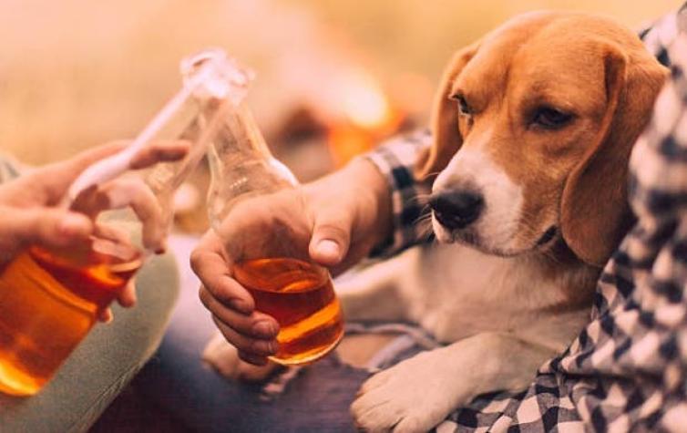 Ofrecen tres meses de cerveza gratis a quienes adopten un perrito