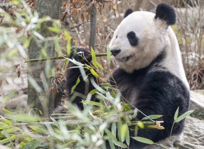 Pandas logran aparearse gracias al coronavirus: necesitaban privacidad