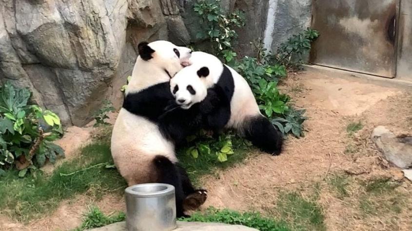 Coronavirus: pareja de pandas logró aparearse (en la privacidad de la cuarentena) después de 10 años