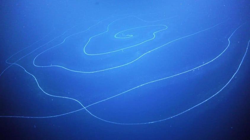 El sorprendente organismo de 45 metros de largo encontrado en el fondo del mar de Australia