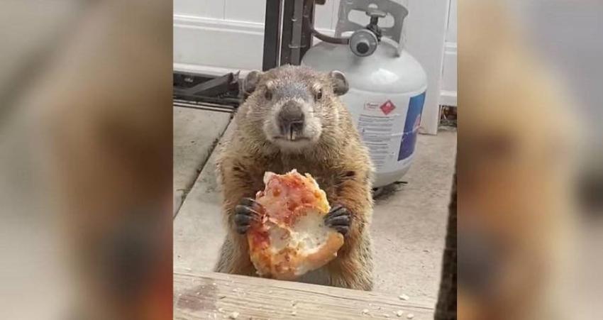 El insólito video de una marmota comiéndose una pizza mientras desafía a dos perros