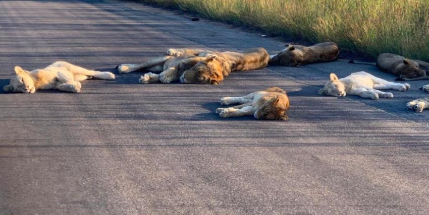 Leones duermen en medio de una carretera en Sudáfrica por falta de personas en el camino