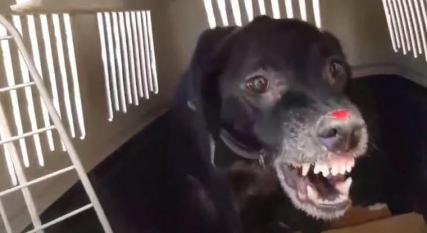 "Pronto seremos muy amigos": La asombrosa recuperación de un perro maltratado emociona a internet