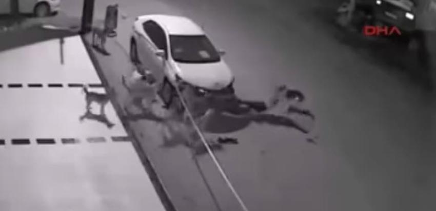 [VIDEO] Perros callejeros protagonizan insólito robo a un automóvil