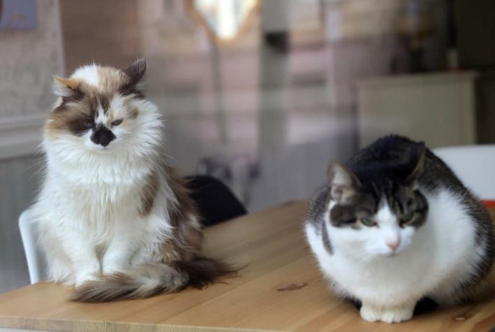 Confirman a dos gatos con COVID-19 en Nueva York: son las primeras mascotas contagiadas en EEUU