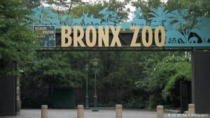 COVID-19 avanza en Zoo del Bronx afectando cinco tigres y tres leones