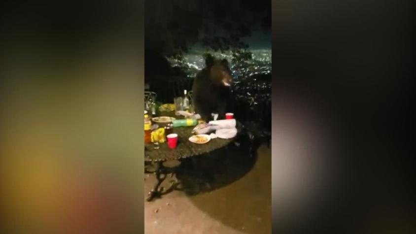 [VIDEO] Jóvenes hicieron un asado durante la cuarentena y recibieron la terrorífica visita de un oso