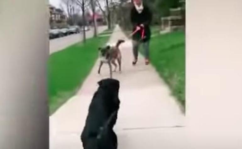 [VIDEO] El emotivo reencuentro de dos perritos separados por la cuarentena