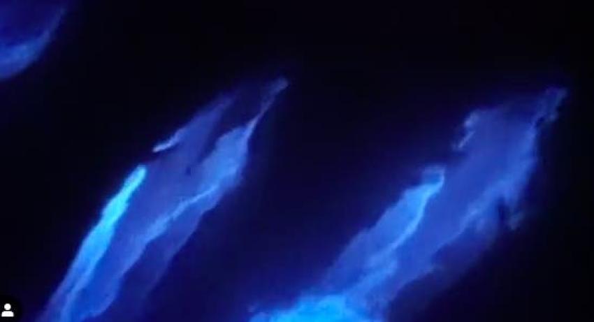 [VIDEO] Delfines fluorescentes sorprenden en California gracias a la bioluminiscencia