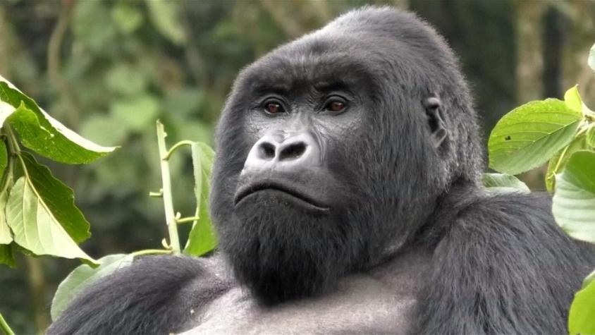 [VIDEO]: Graban por primera vez a gorilas “cantando” mientras comen