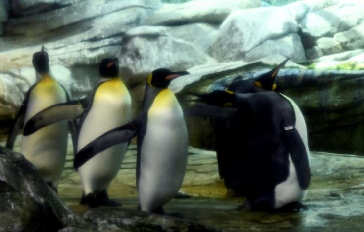 [VIDEO]: Un zoológico de Singapur sacan a pasear a los pingüinos para entretenerlos