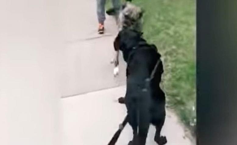 [VIDEO] El adorable reencuentro de dos perros separados por la cuarentena