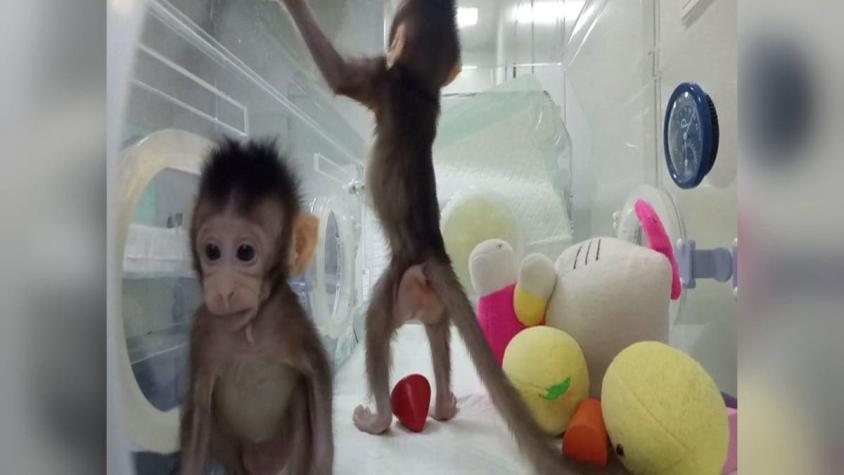 [VIDEO] Cómo es el mono en el que prueban las vacunas contra el COVID-19