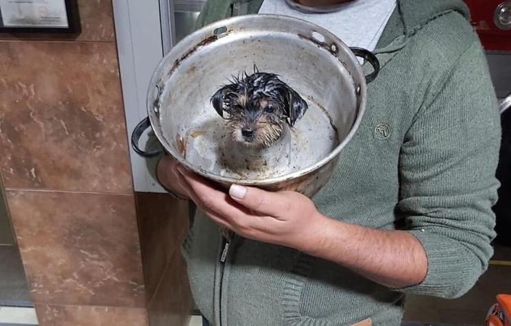 [FOTOS] Bomberos rescataron a perrito que había quedado atrapado en molde de queque