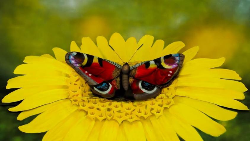 [VIDEO] No es una mariposa: La nueva ilusión óptica que te hará volar la cabeza