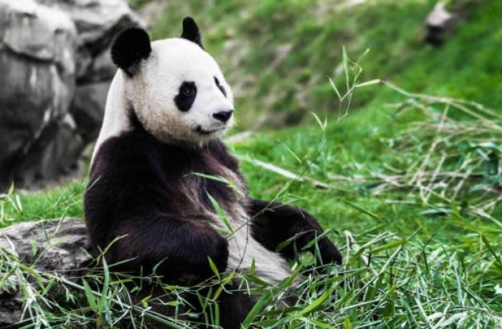 [FOTOS] El sorpresivo (pero esperanzador) primer nacimiento de un panda gigante en Holanda