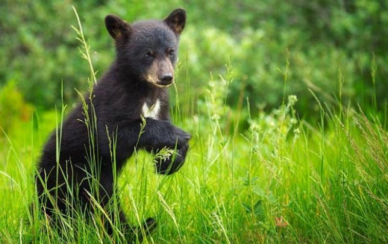 [VIDEO] Pequeños osos negros sorprenden apareciendo en sector residencial en plena cuarentena