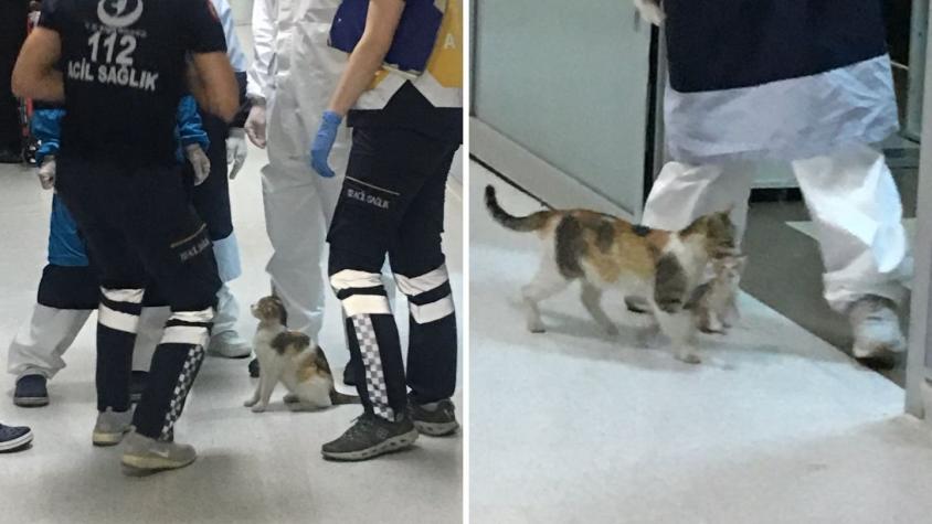 [FOTOS] Conmovedor: Gata llevó a su cría a la sala de urgencias de un hospital en Turquía