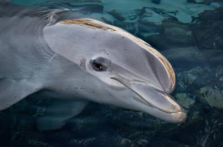 [VIDEO] ONG busca rescatar a un delfín que está atrapado en un puerto de Holanda